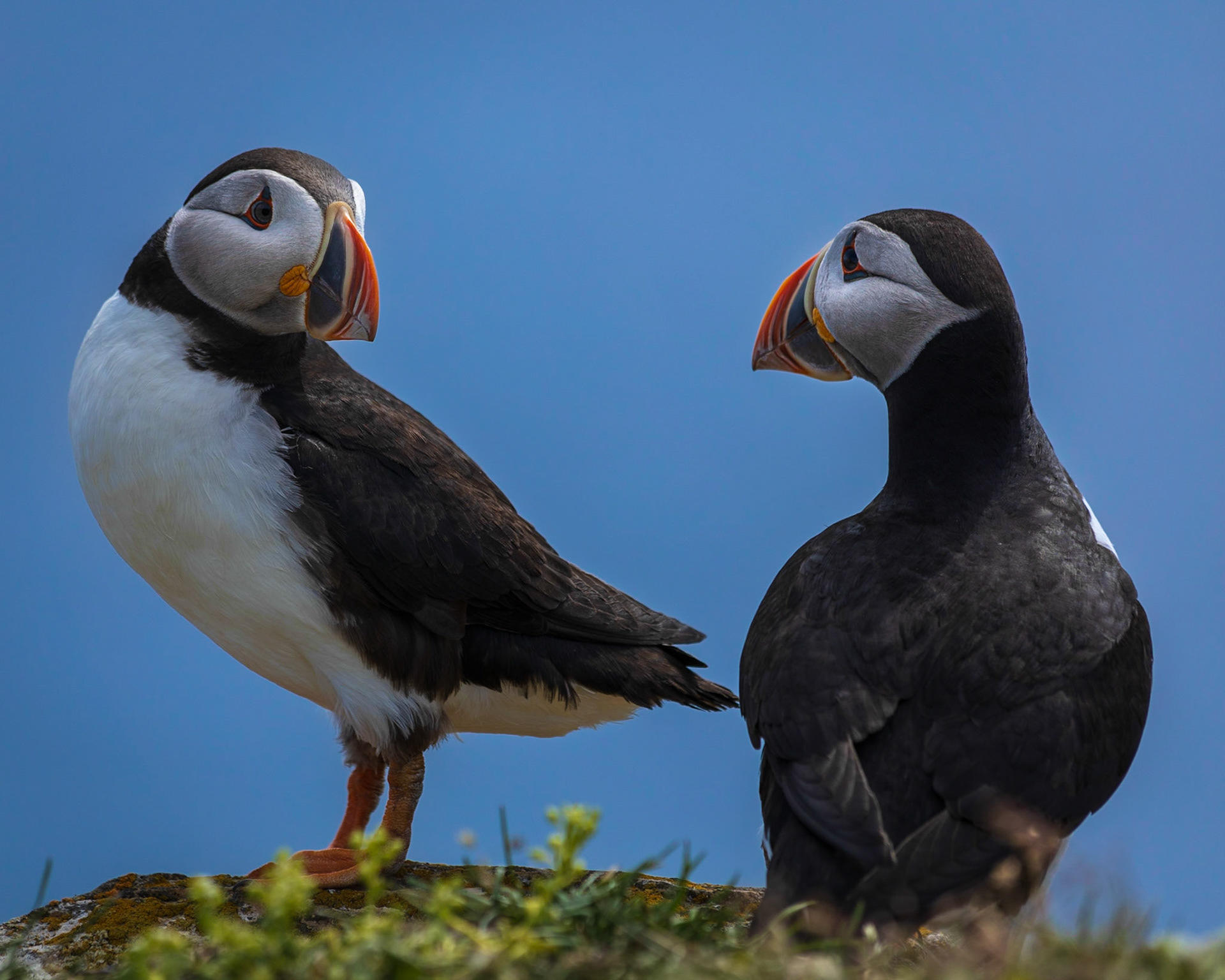 Puffins Looking at Each Other, Elliston