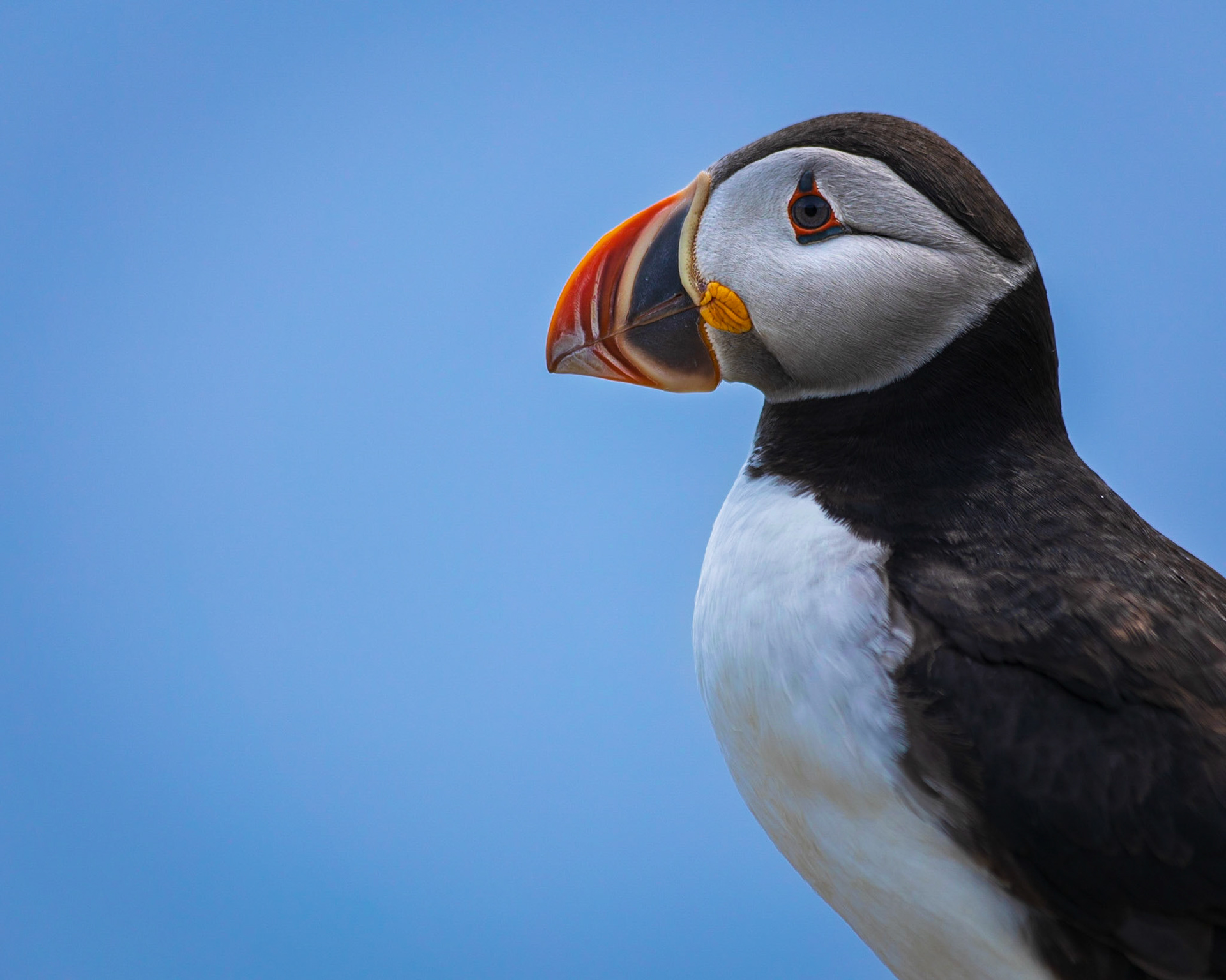 Lone Puffin, Elliston