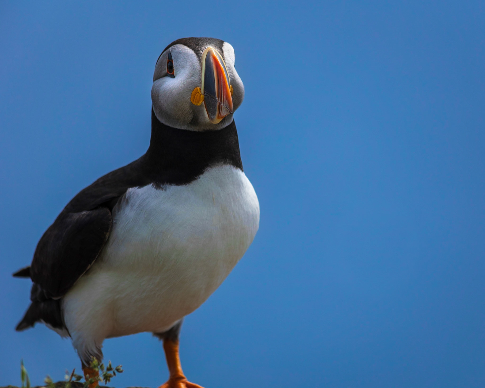 Puffin with Chubby Cheeks, Elliston