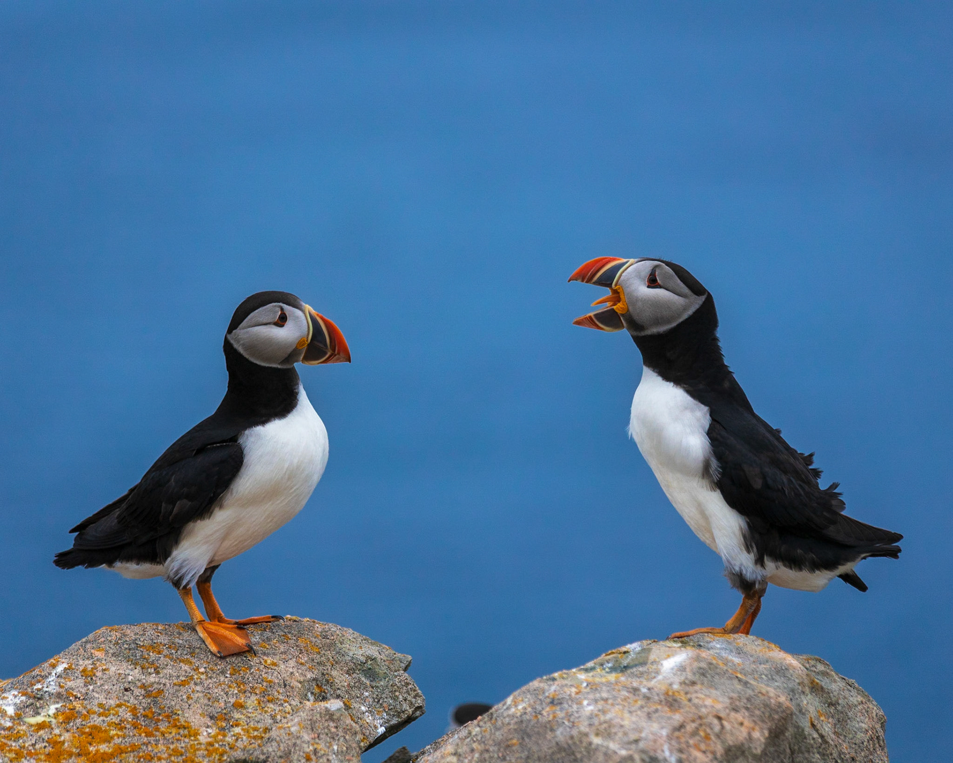 Squabbling Puffins, Cape Bonavista
