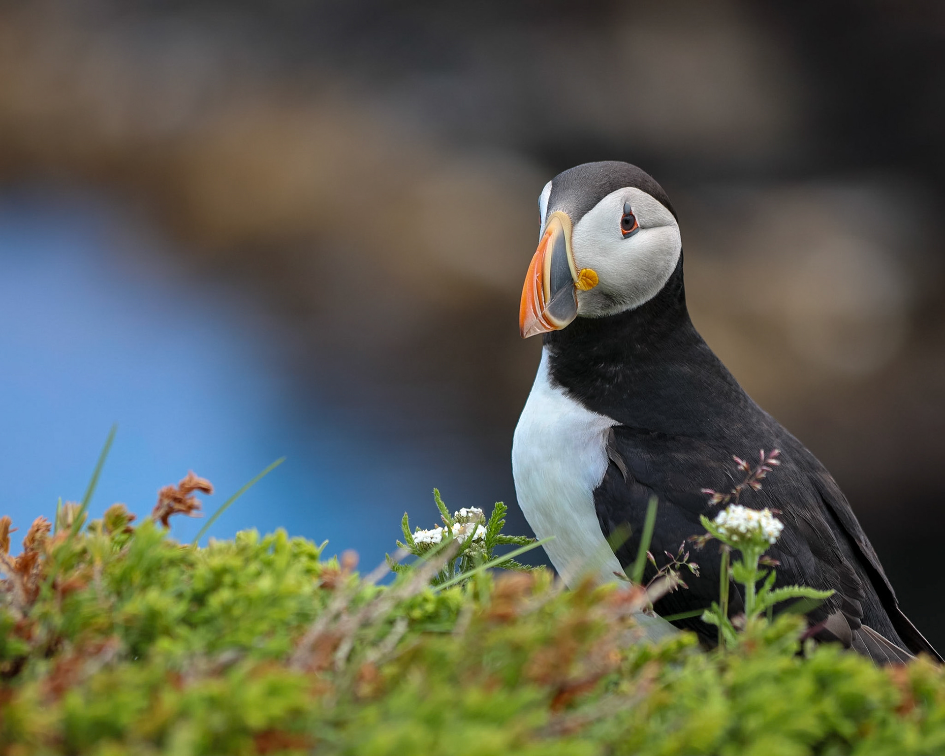 Puffin in Flowers, Elliston
