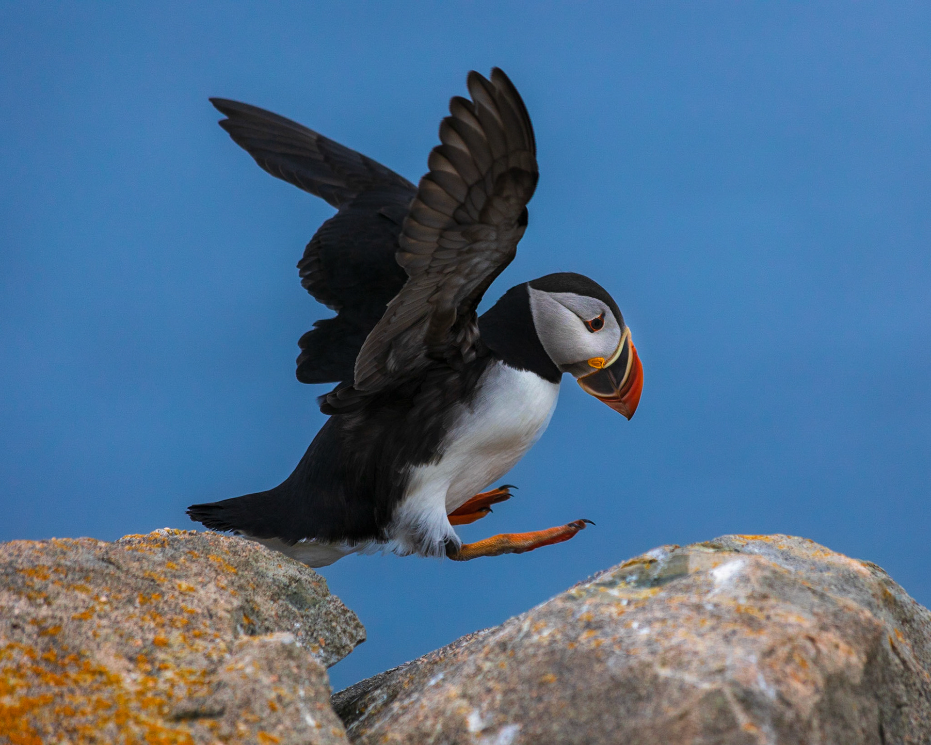 Leaping Puffin, Cape Bonavista