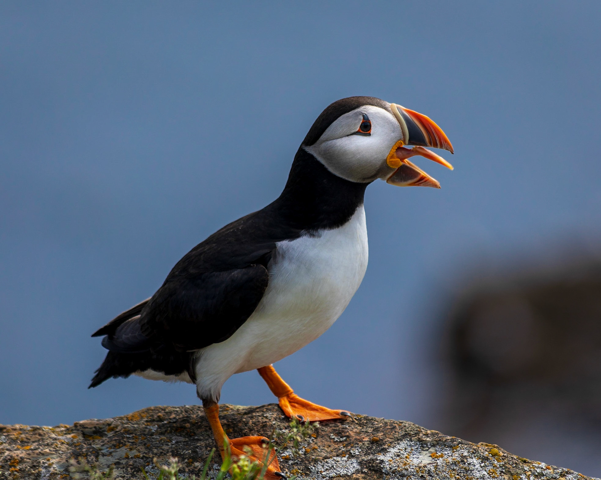 Yelling Puffin, Elliston