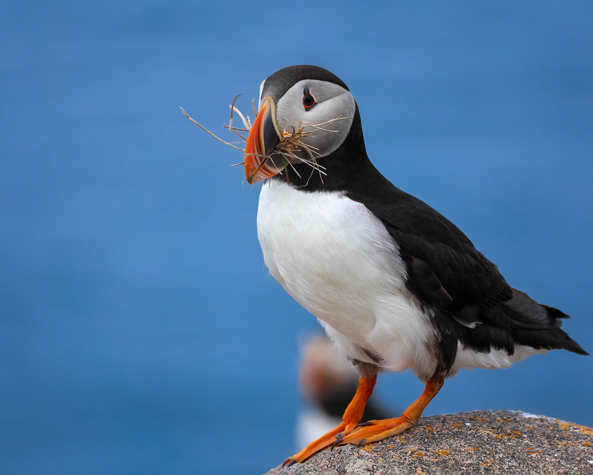 Contemplative Puffin, Cape Bonavista