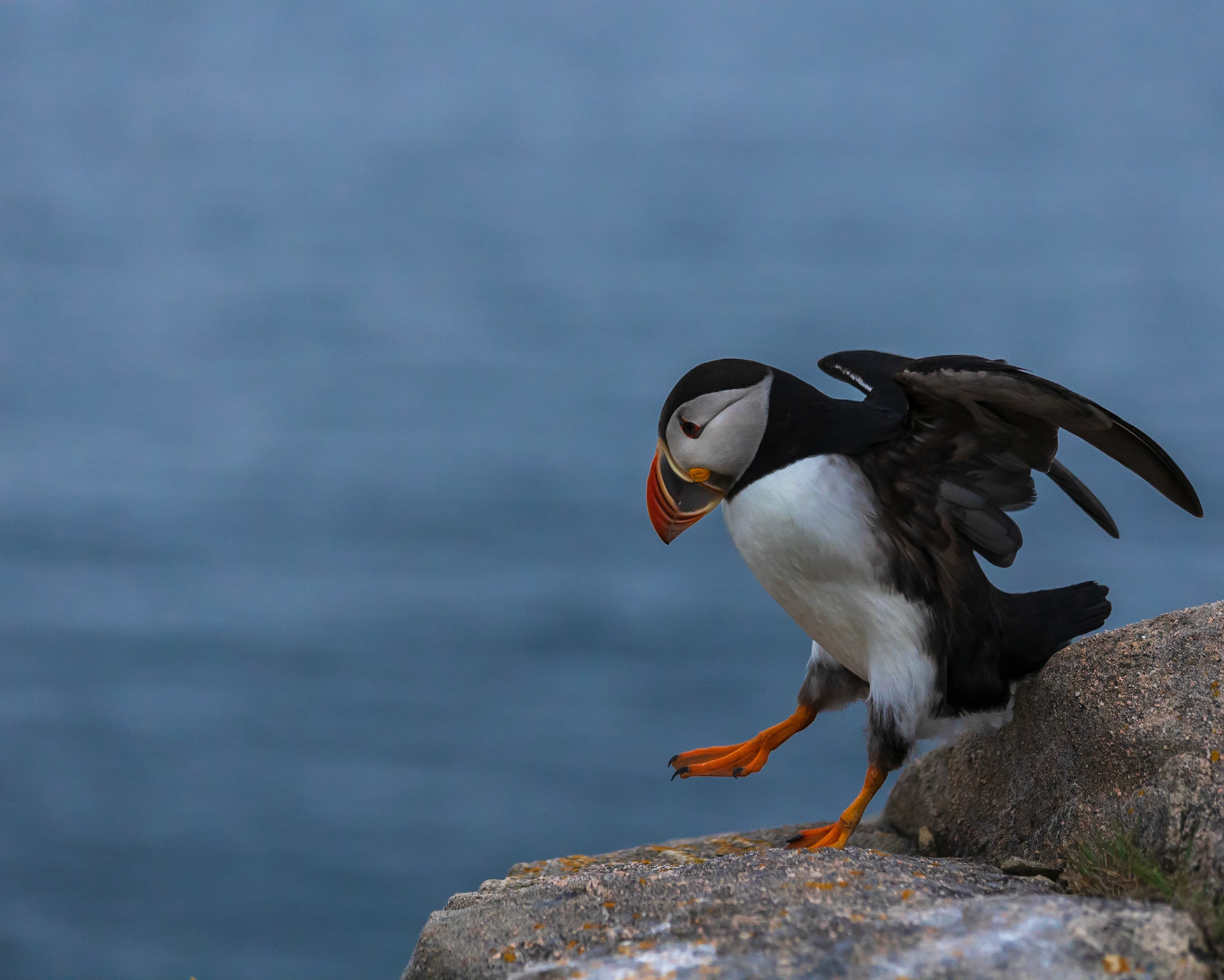 Puffin Hopping Off of Rock, Cape Bonavista