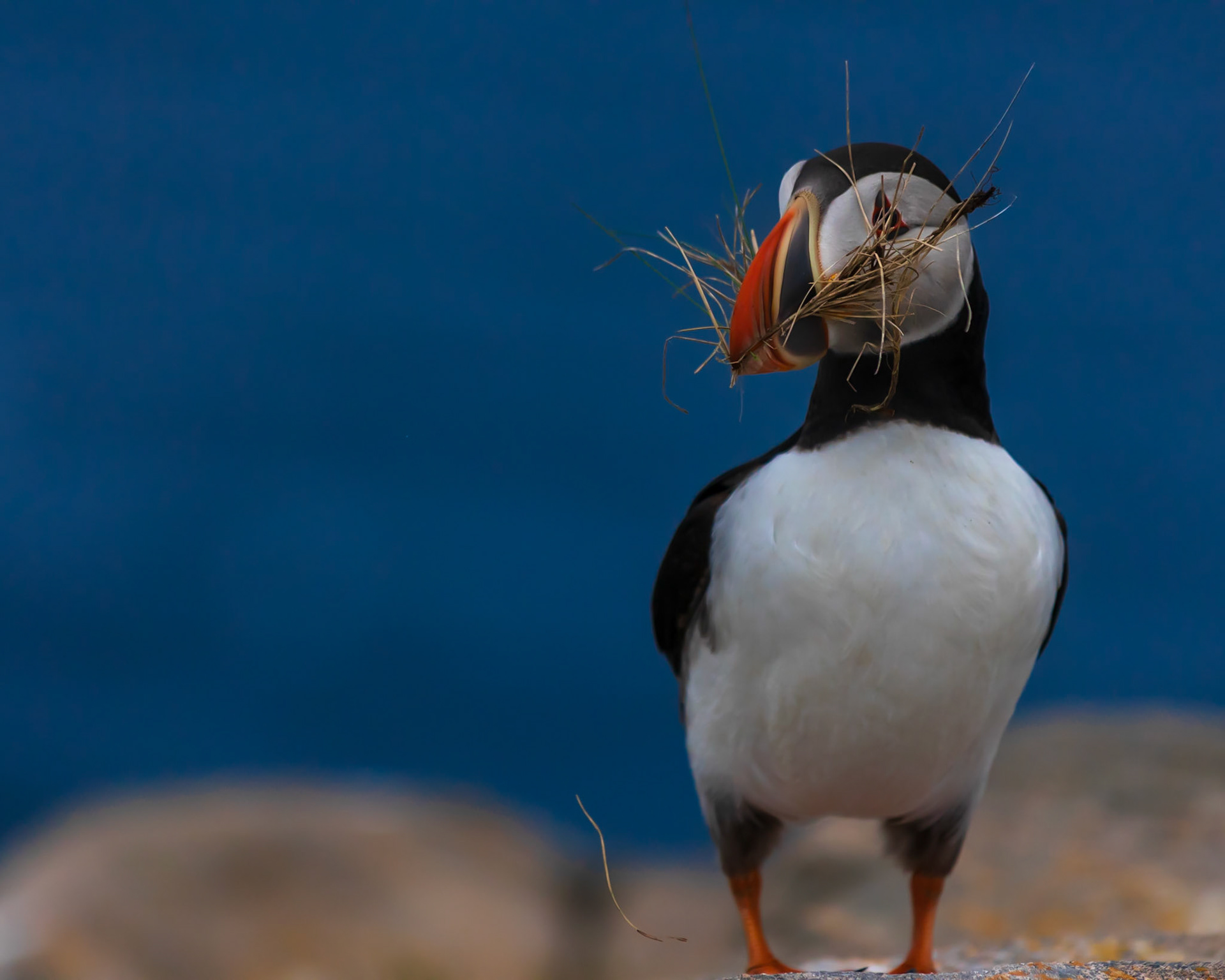 Puffin Gathering Nest Materials, Cape Bonavista