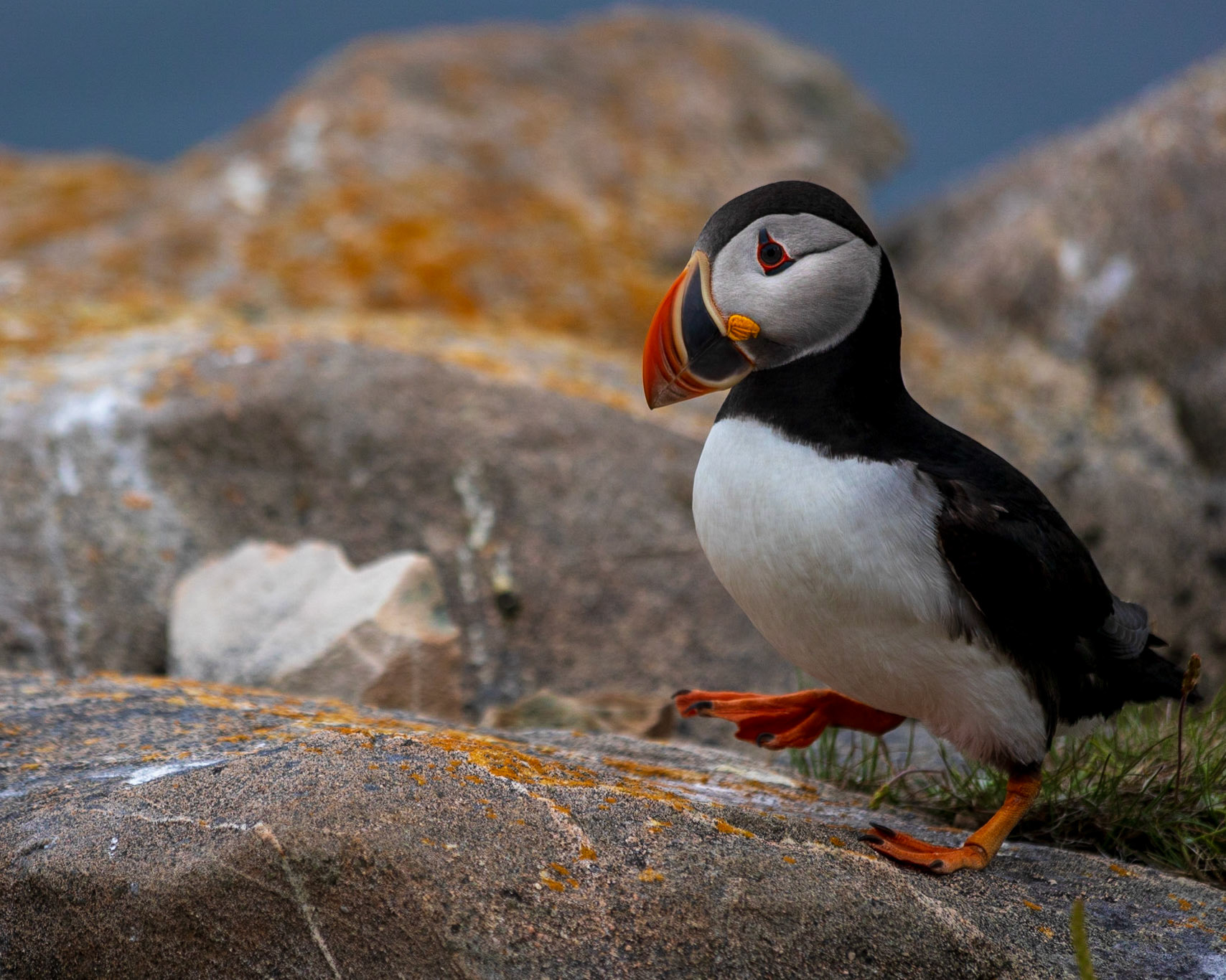 Waddling Puffin, Cape Bonavista