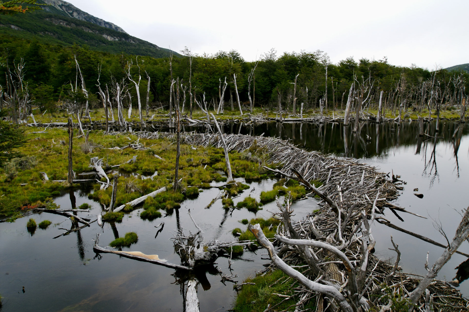 KONICA MINOLTA DIGITAL CAMERA