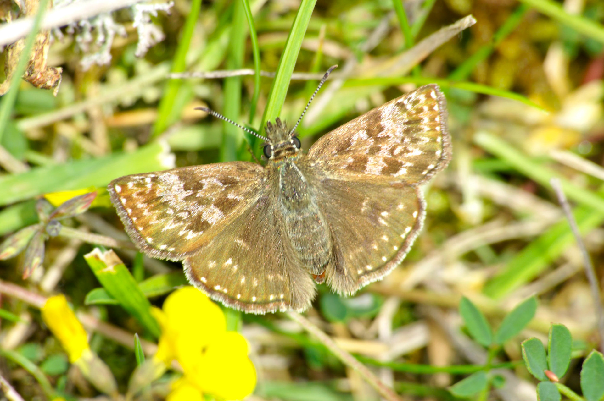 KONICA MINOLTA DIGITAL CAMERA