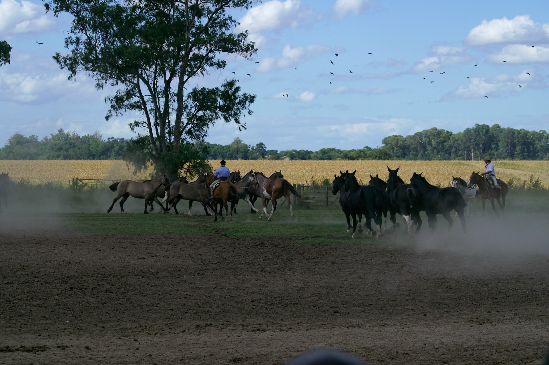 KONICA MINOLTA DIGITAL CAMERA