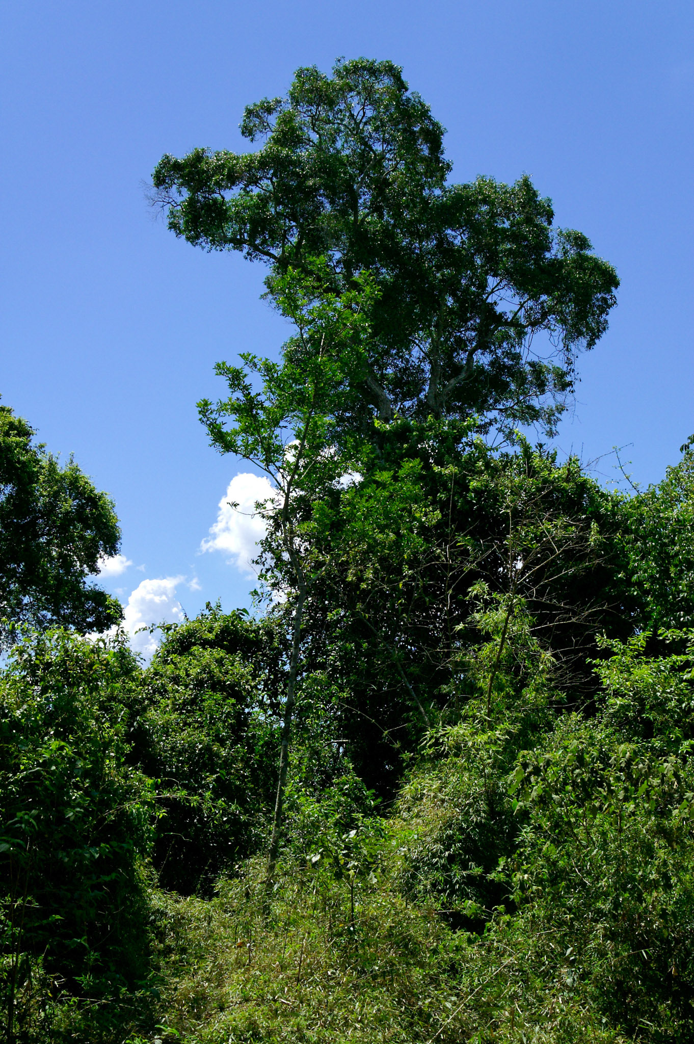 KONICA MINOLTA DIGITAL CAMERA