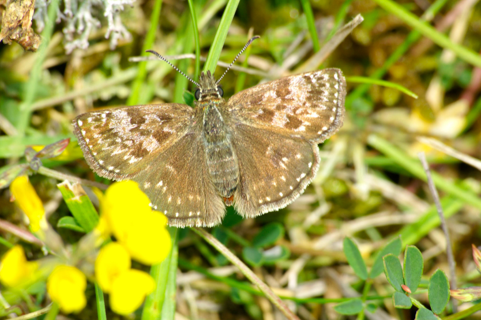 KONICA MINOLTA DIGITAL CAMERA