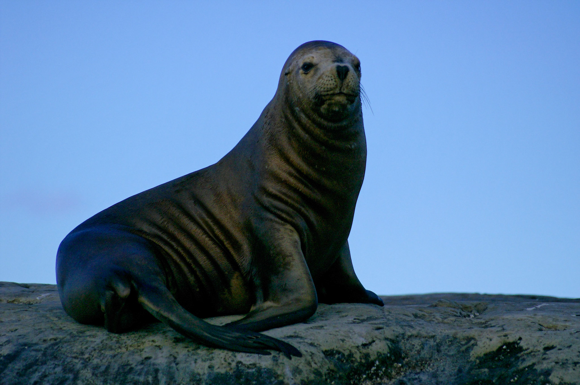 KONICA MINOLTA DIGITAL CAMERA