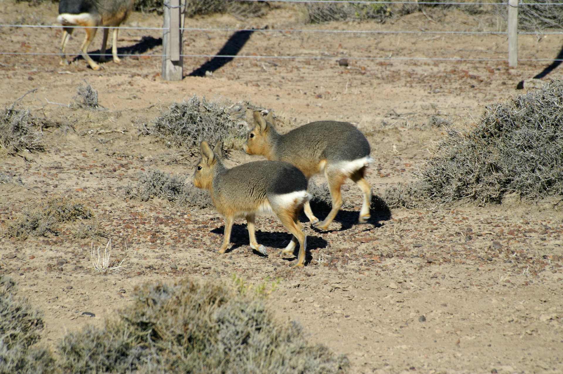 KONICA MINOLTA DIGITAL CAMERA