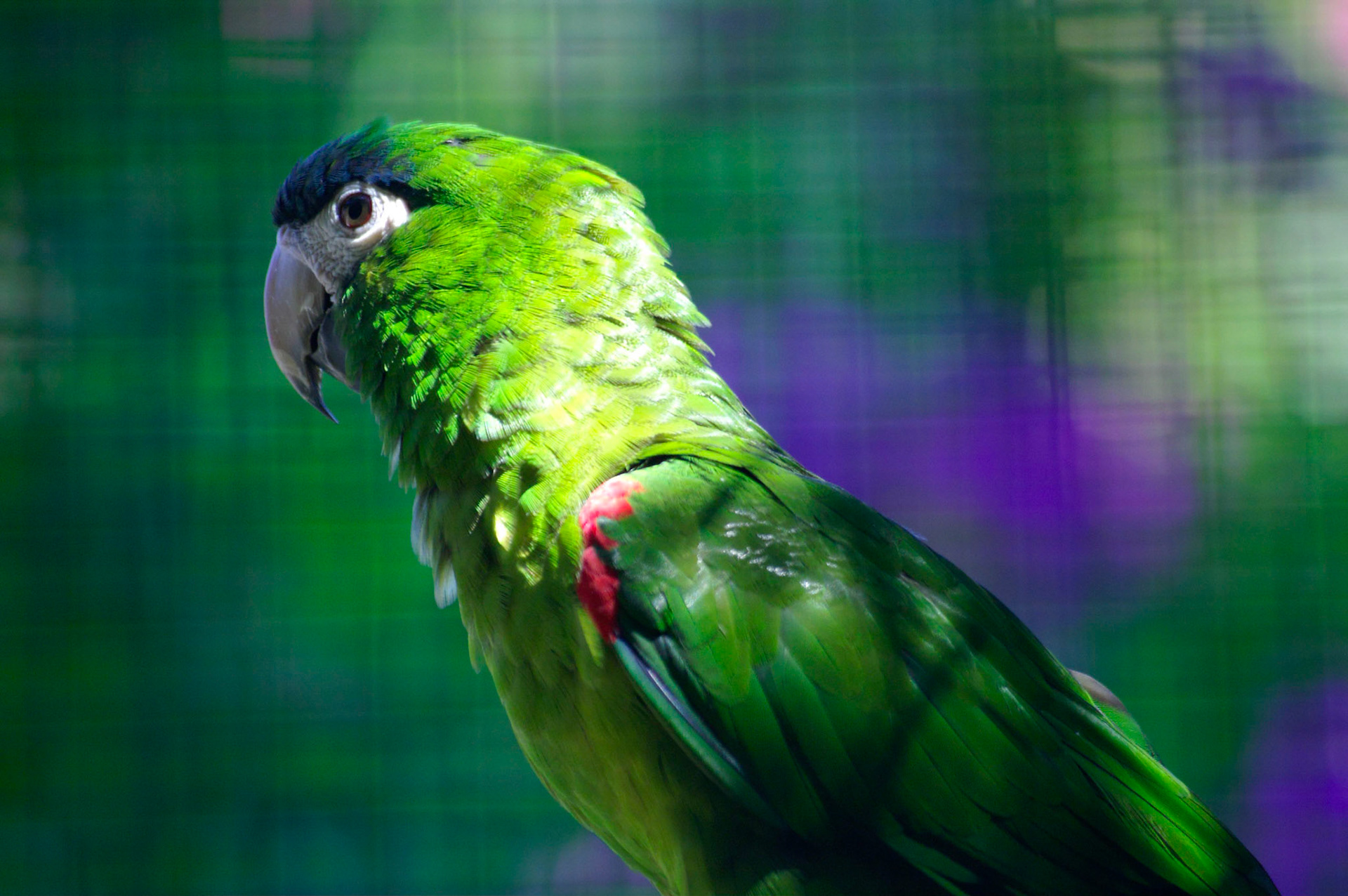 KONICA MINOLTA DIGITAL CAMERA