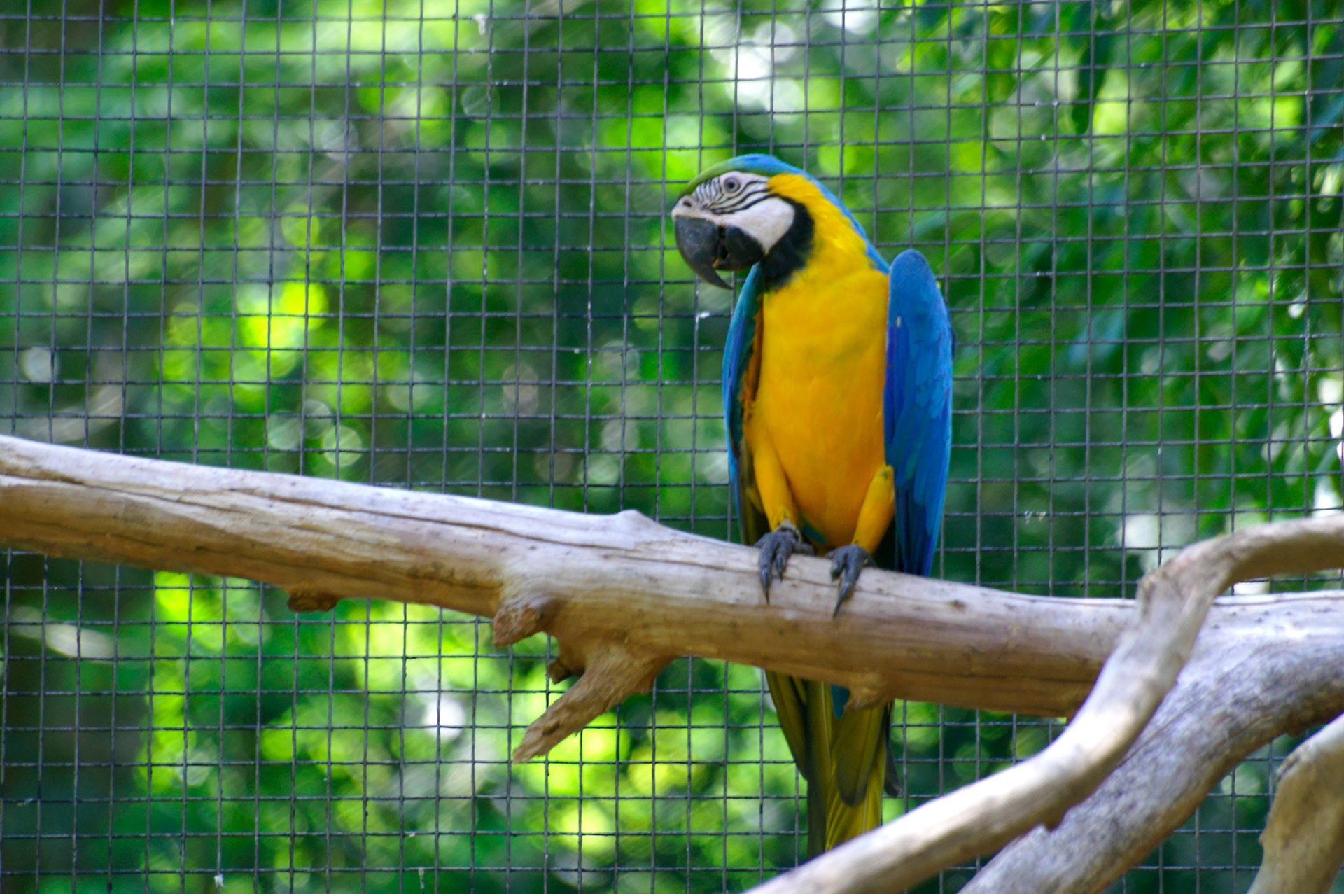 KONICA MINOLTA DIGITAL CAMERA