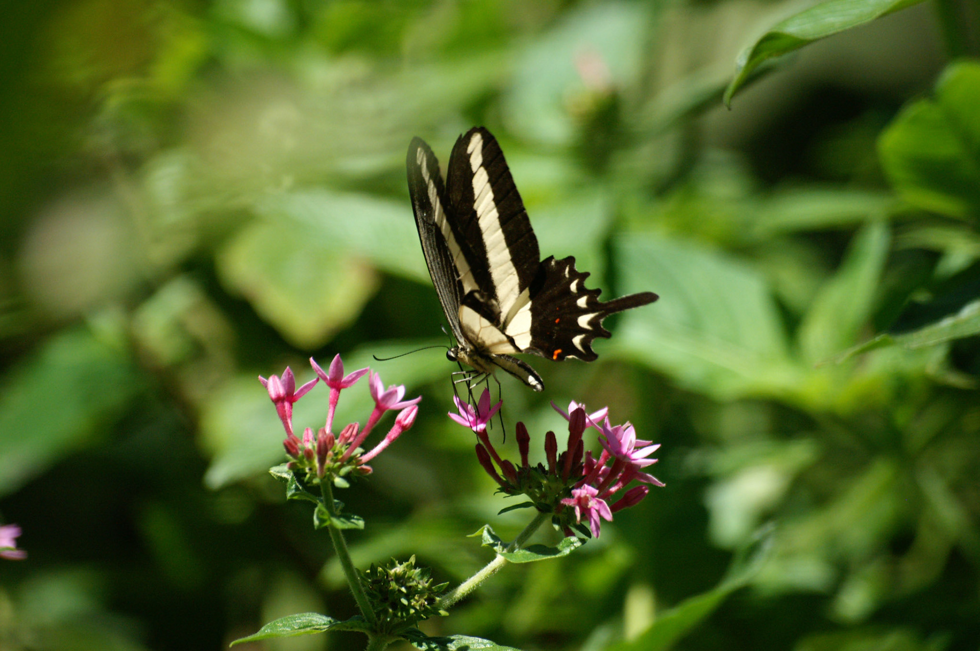 KONICA MINOLTA DIGITAL CAMERA