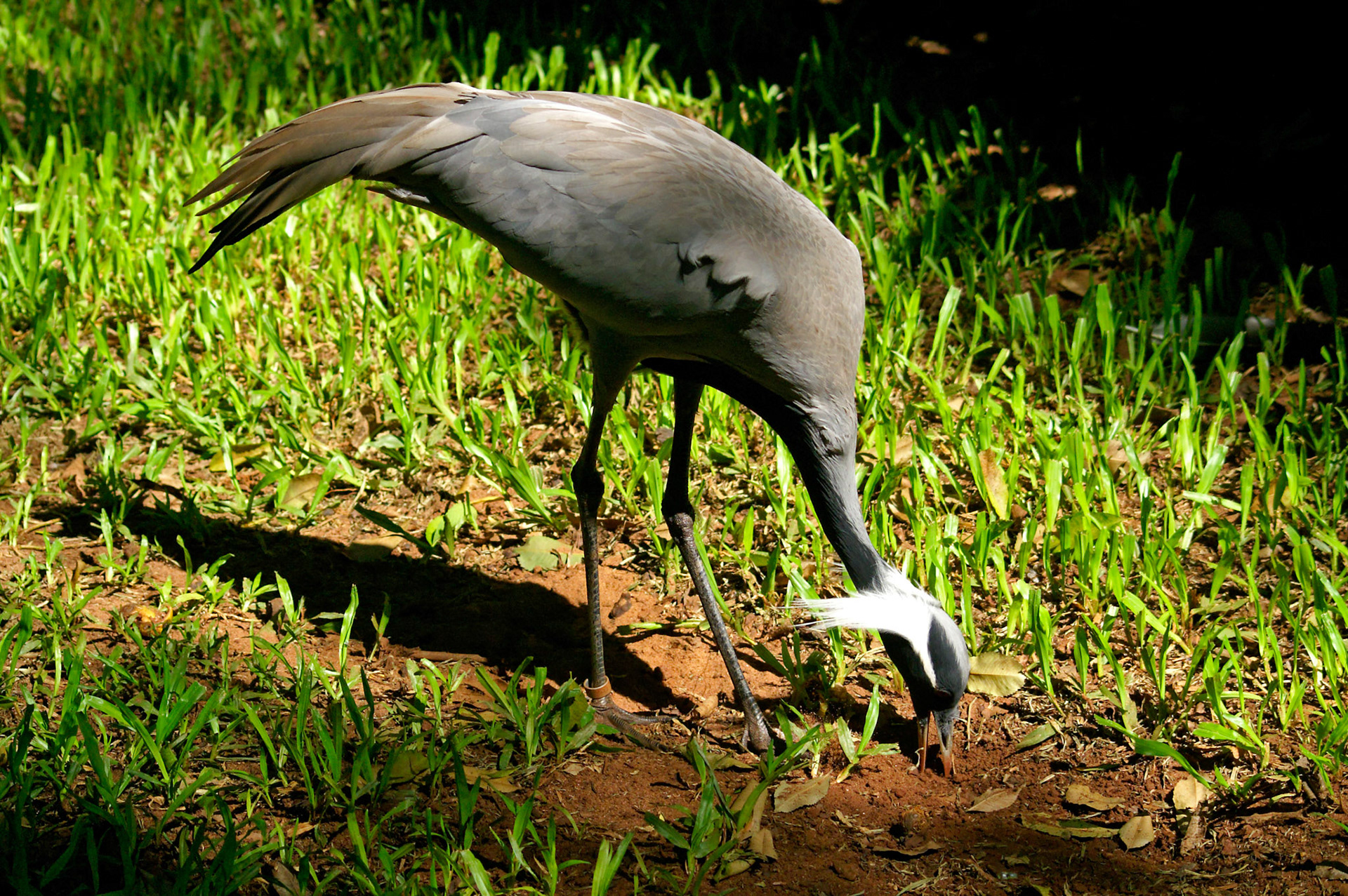 KONICA MINOLTA DIGITAL CAMERA