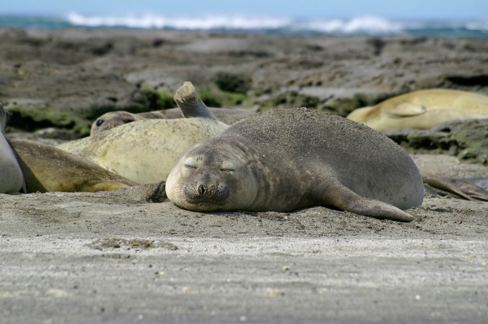 KONICA MINOLTA DIGITAL CAMERA