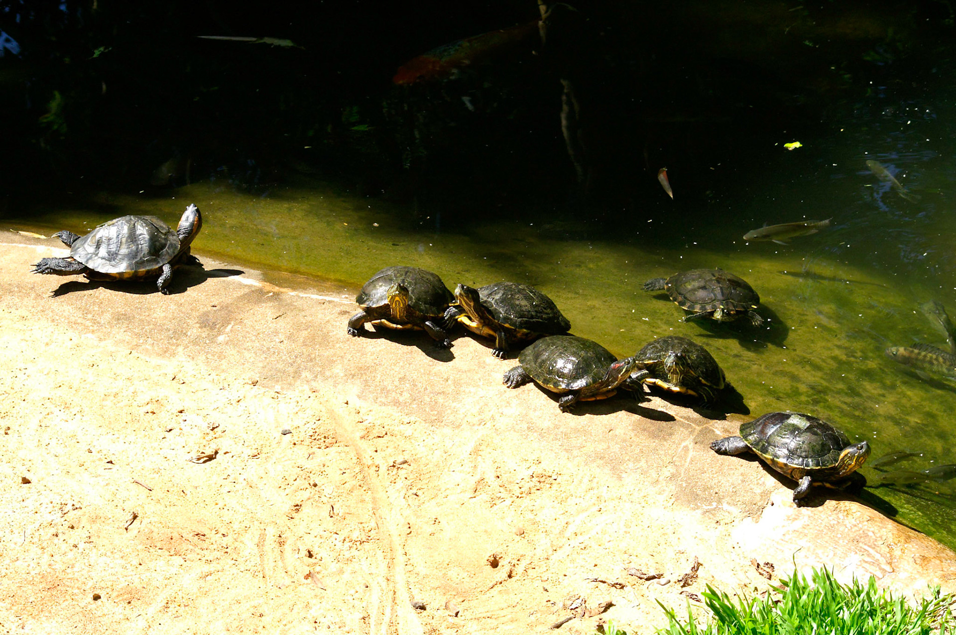 KONICA MINOLTA DIGITAL CAMERA