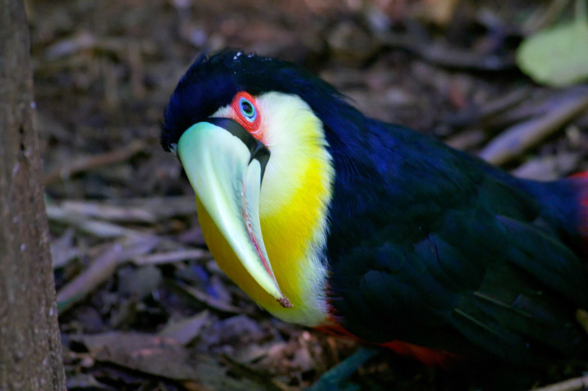 KONICA MINOLTA DIGITAL CAMERA