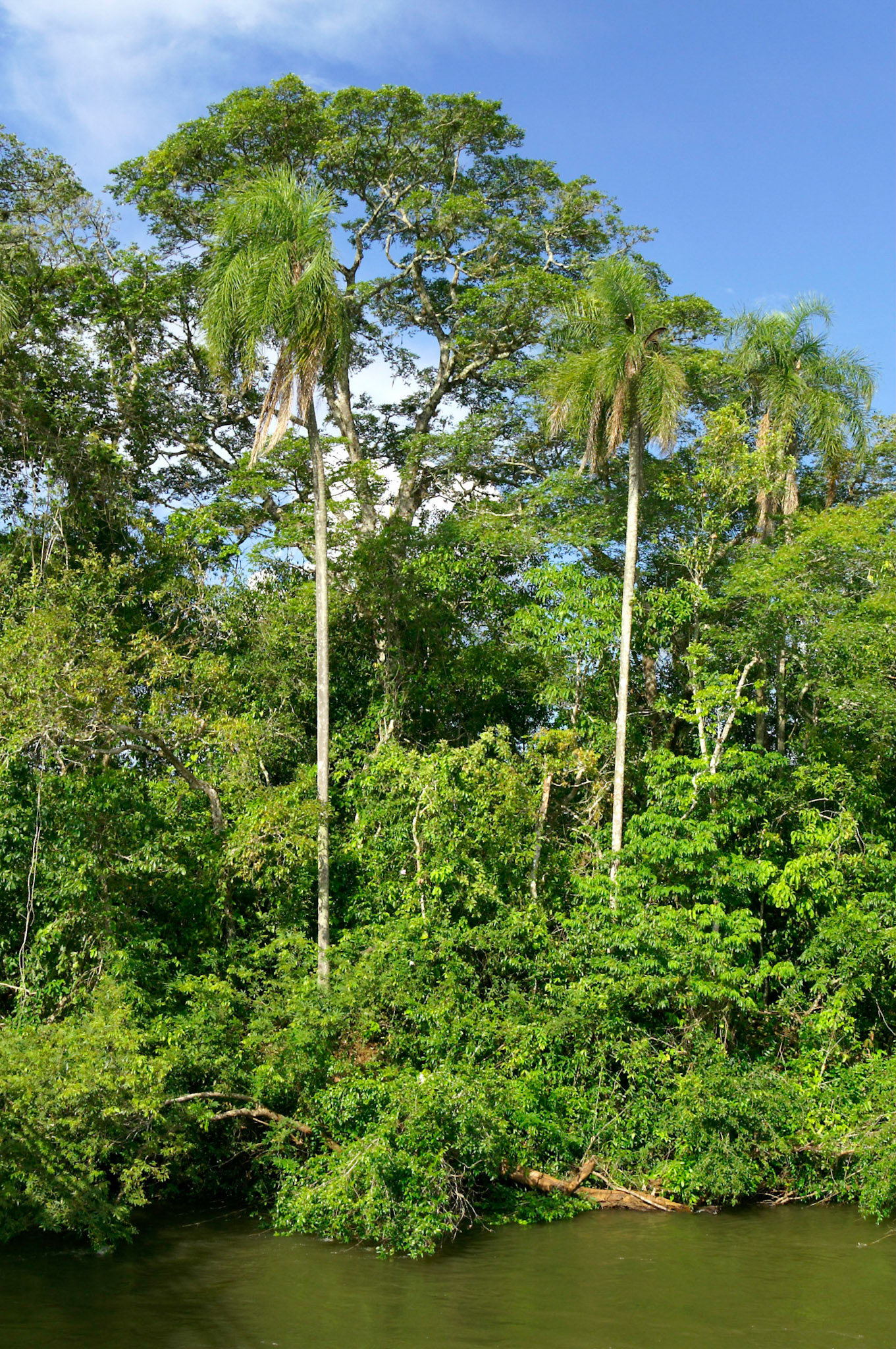 KONICA MINOLTA DIGITAL CAMERA