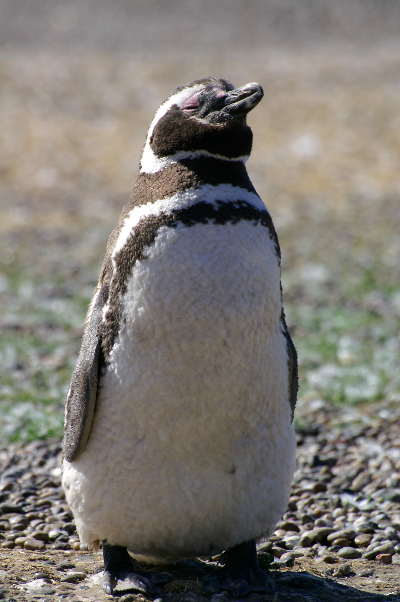 KONICA MINOLTA DIGITAL CAMERA