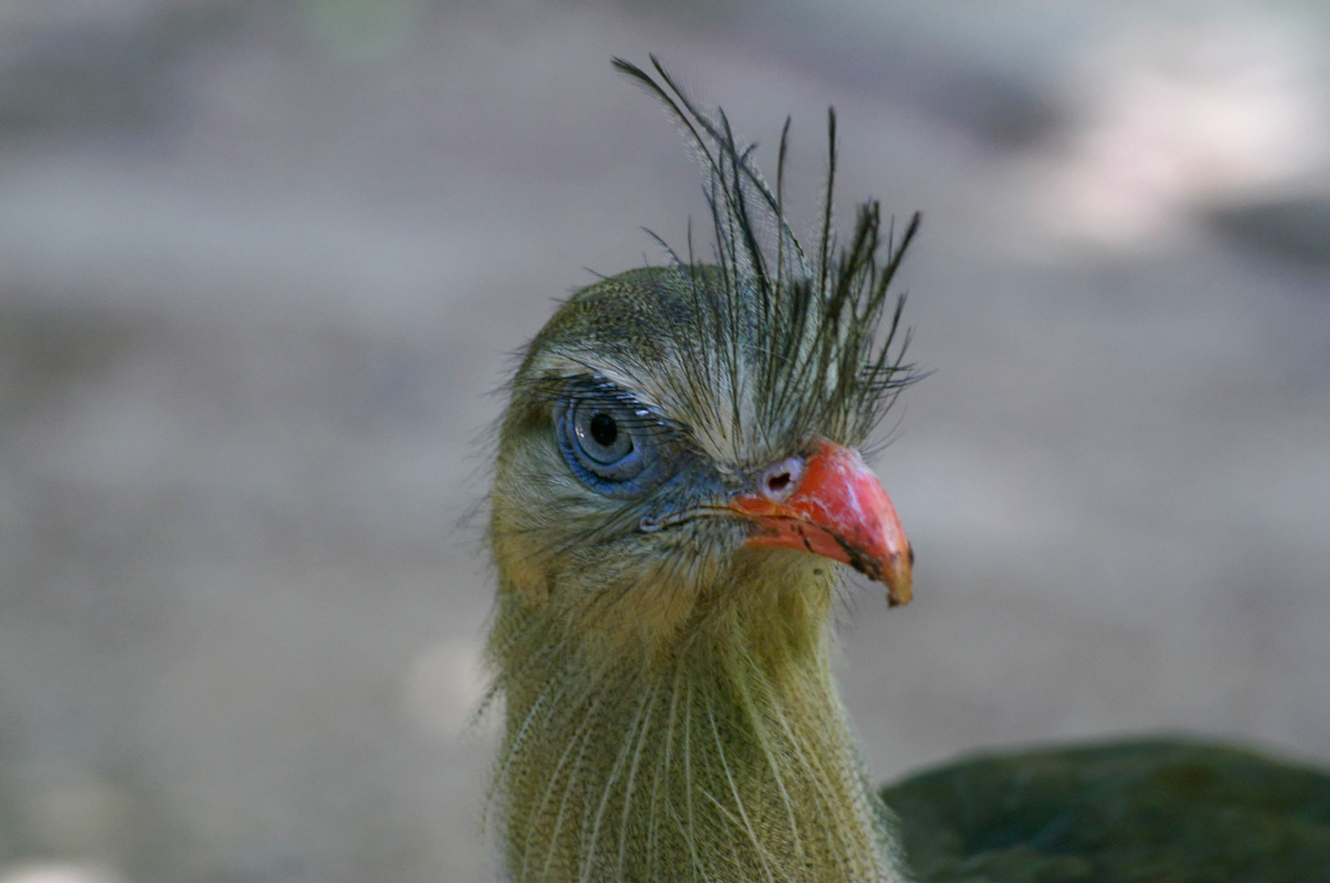 KONICA MINOLTA DIGITAL CAMERA