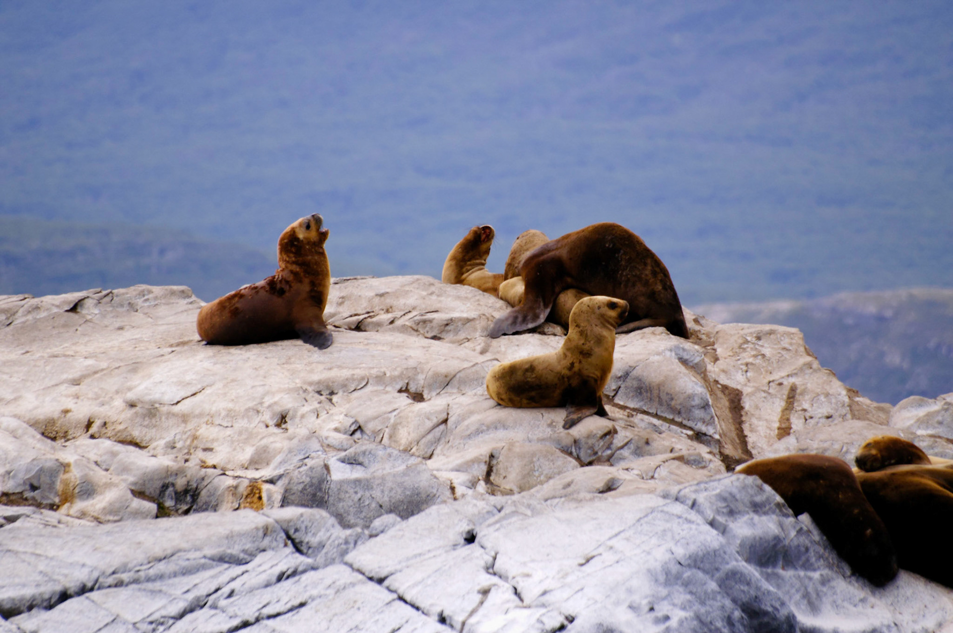 KONICA MINOLTA DIGITAL CAMERA