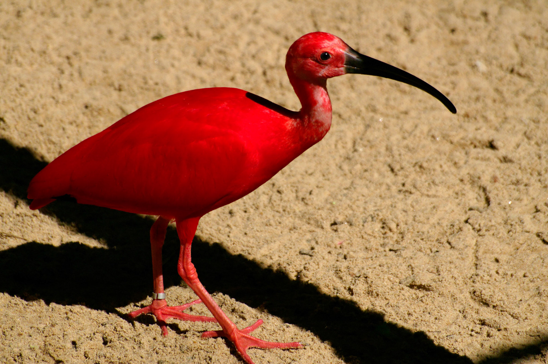 KONICA MINOLTA DIGITAL CAMERA