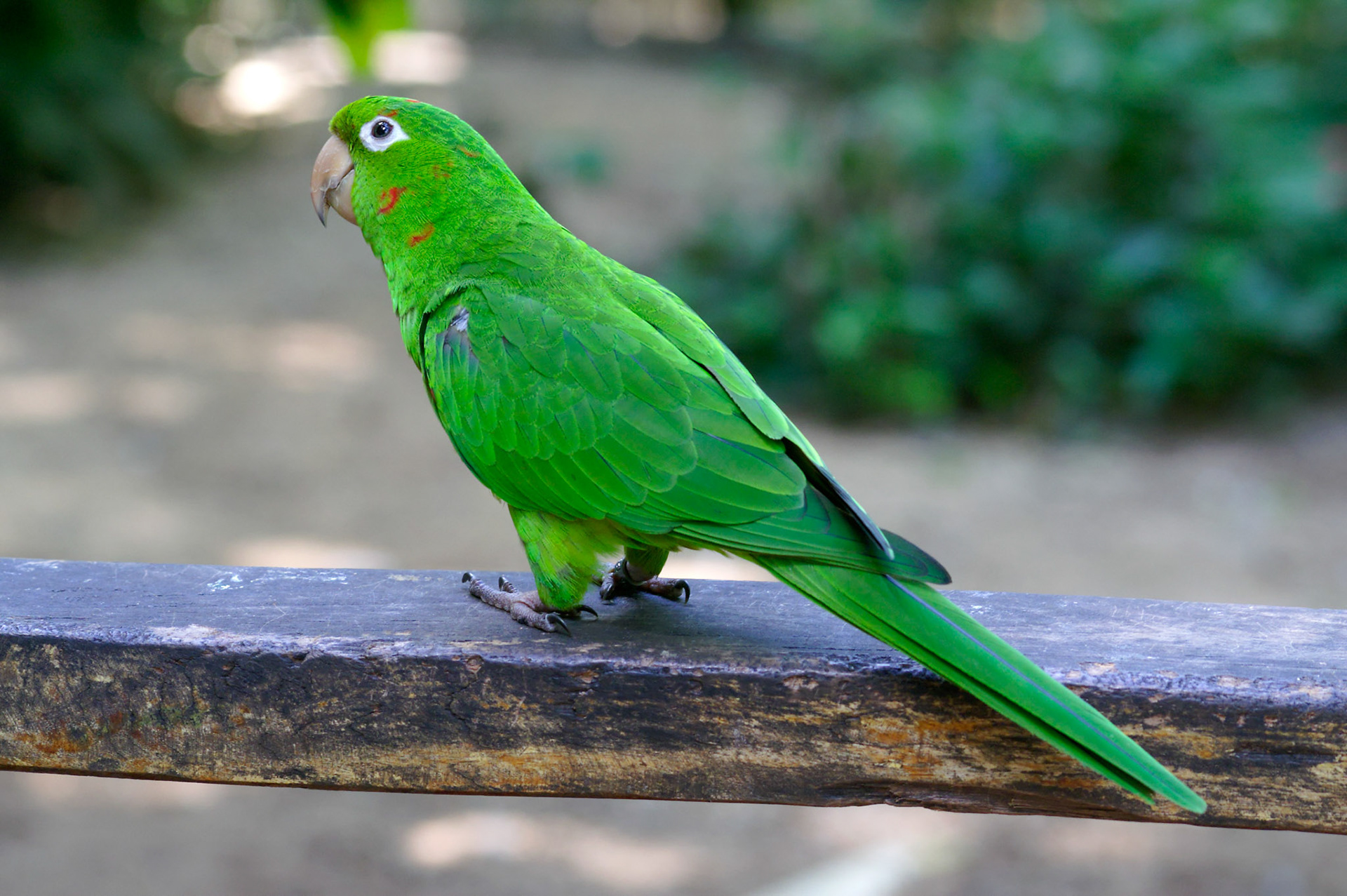 KONICA MINOLTA DIGITAL CAMERA