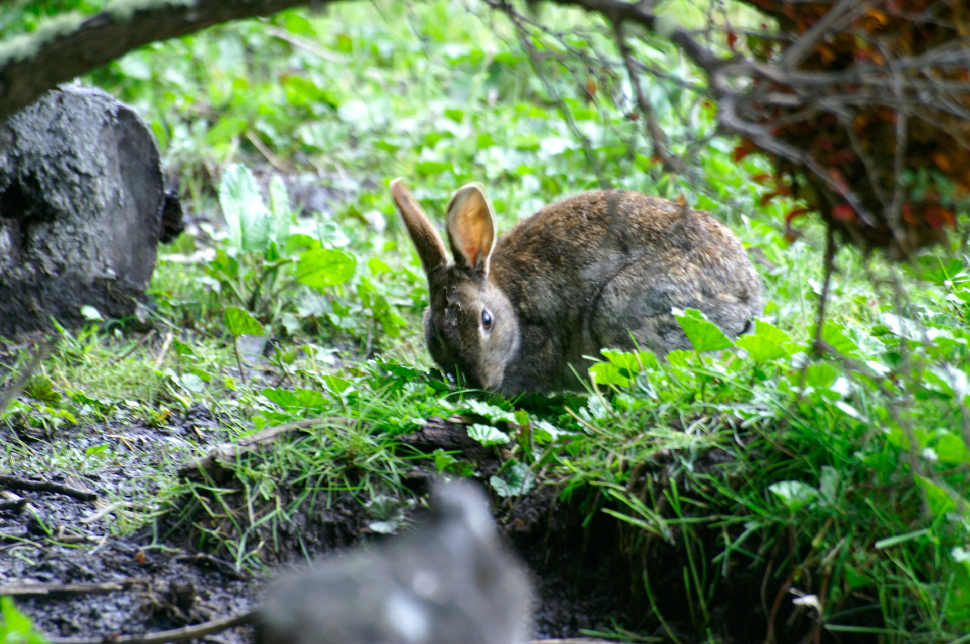 KONICA MINOLTA DIGITAL CAMERA