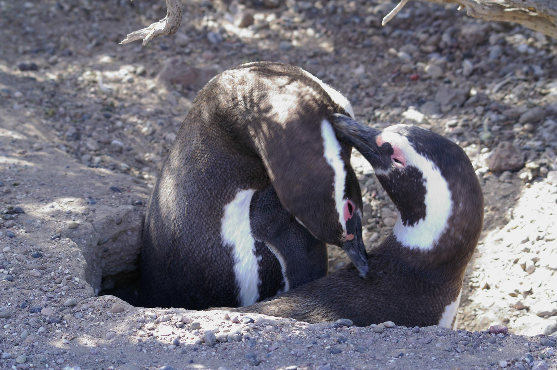 KONICA MINOLTA DIGITAL CAMERA