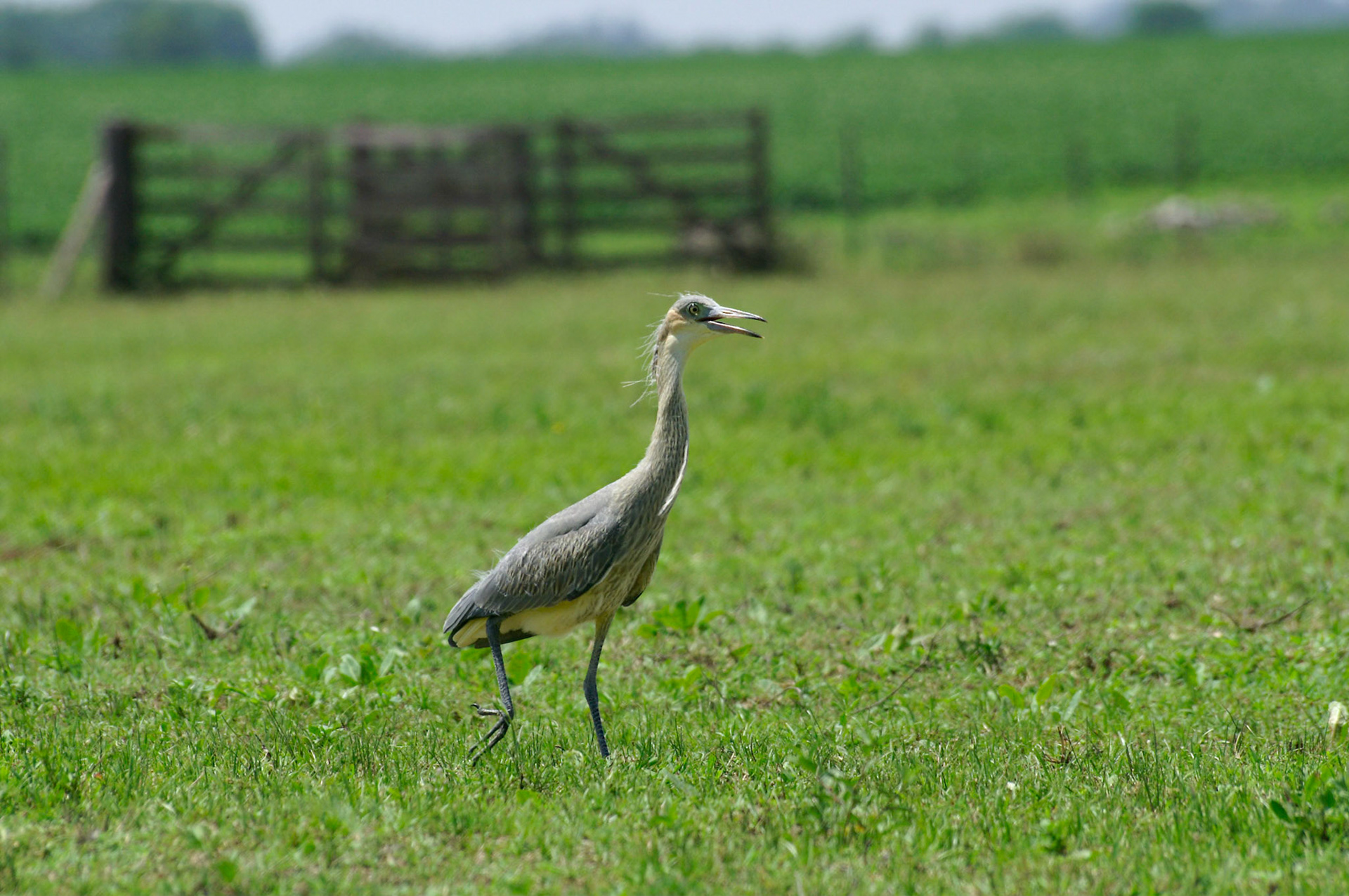 KONICA MINOLTA DIGITAL CAMERA