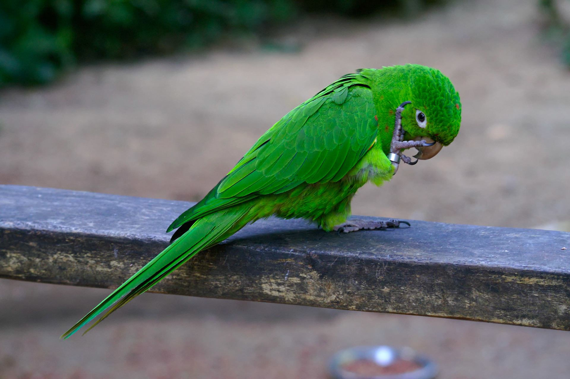 KONICA MINOLTA DIGITAL CAMERA