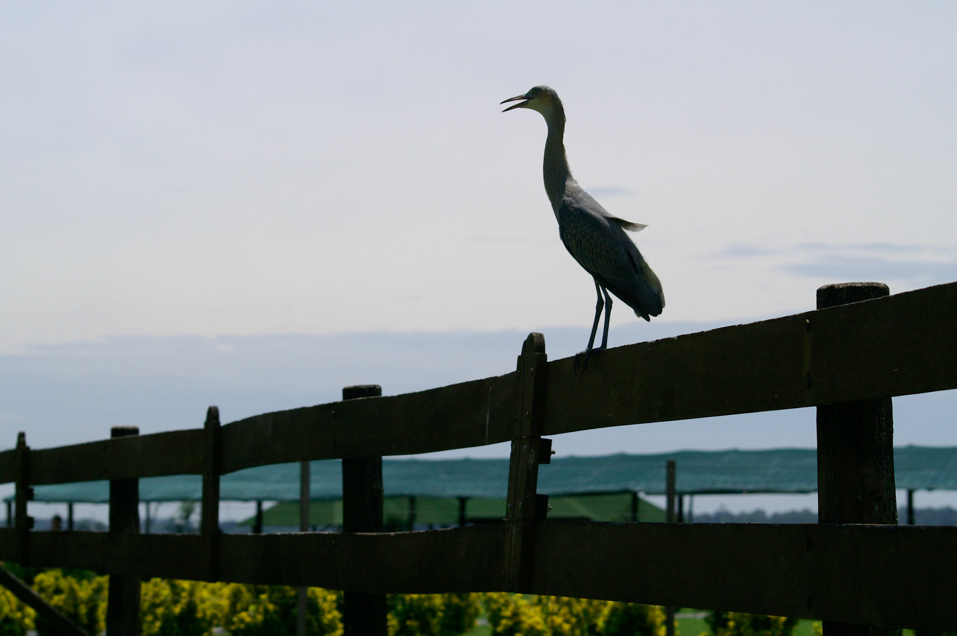 KONICA MINOLTA DIGITAL CAMERA