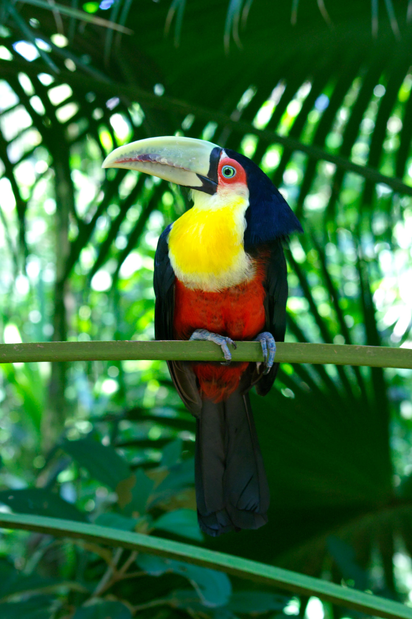 KONICA MINOLTA DIGITAL CAMERA