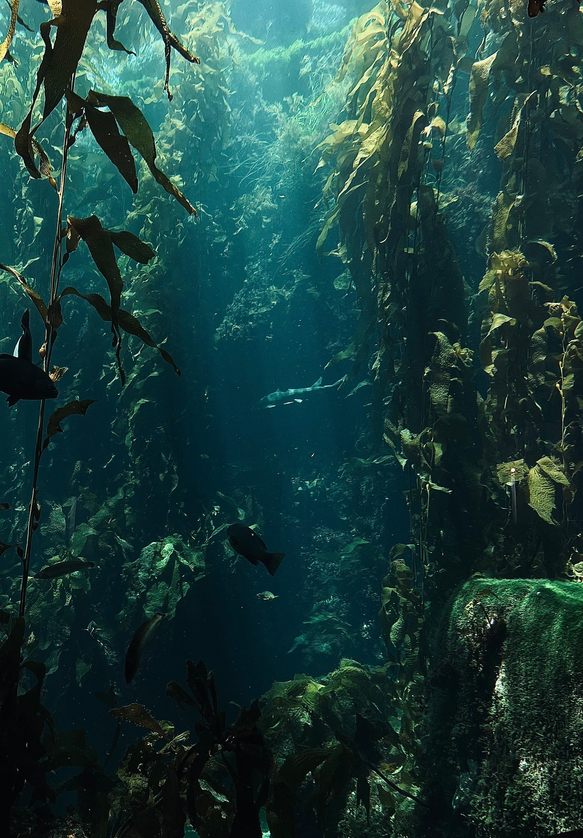 (1) Underwater Wilderness