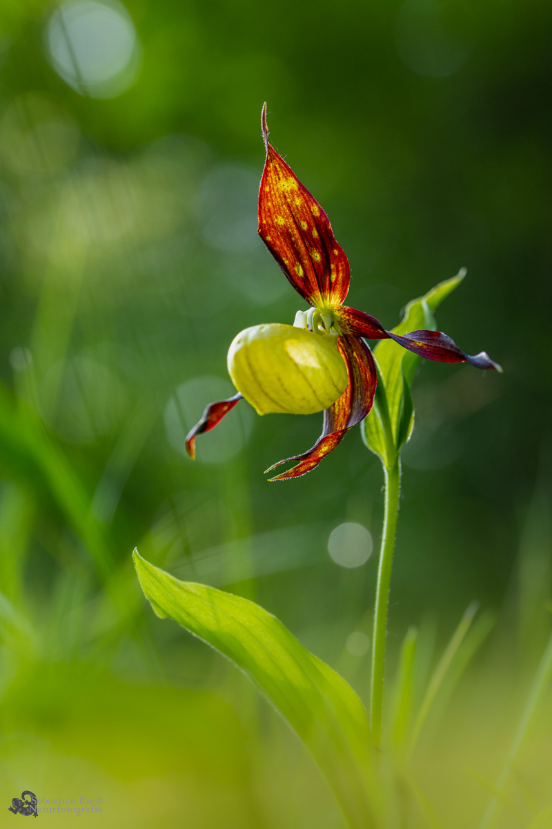 Cypripedium_calceolus_Frauenschuh_Gelber