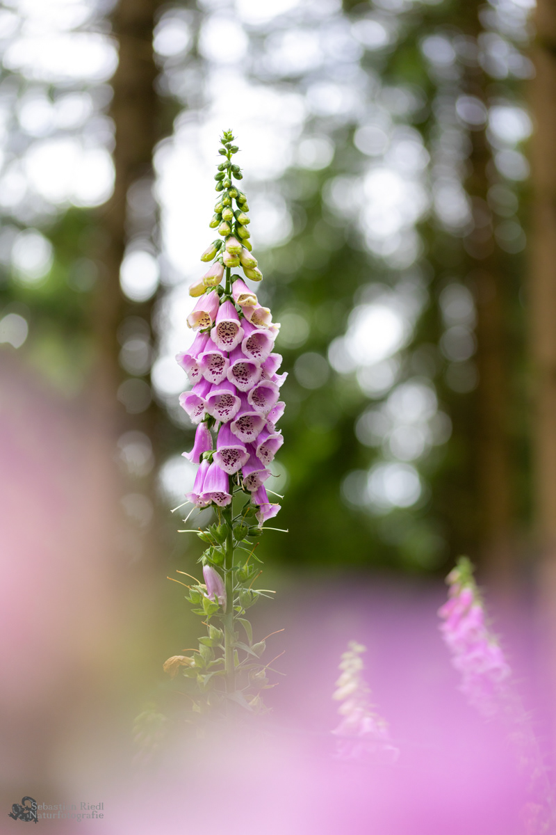 Digitalis_purpurea_Fingerhut_Roter