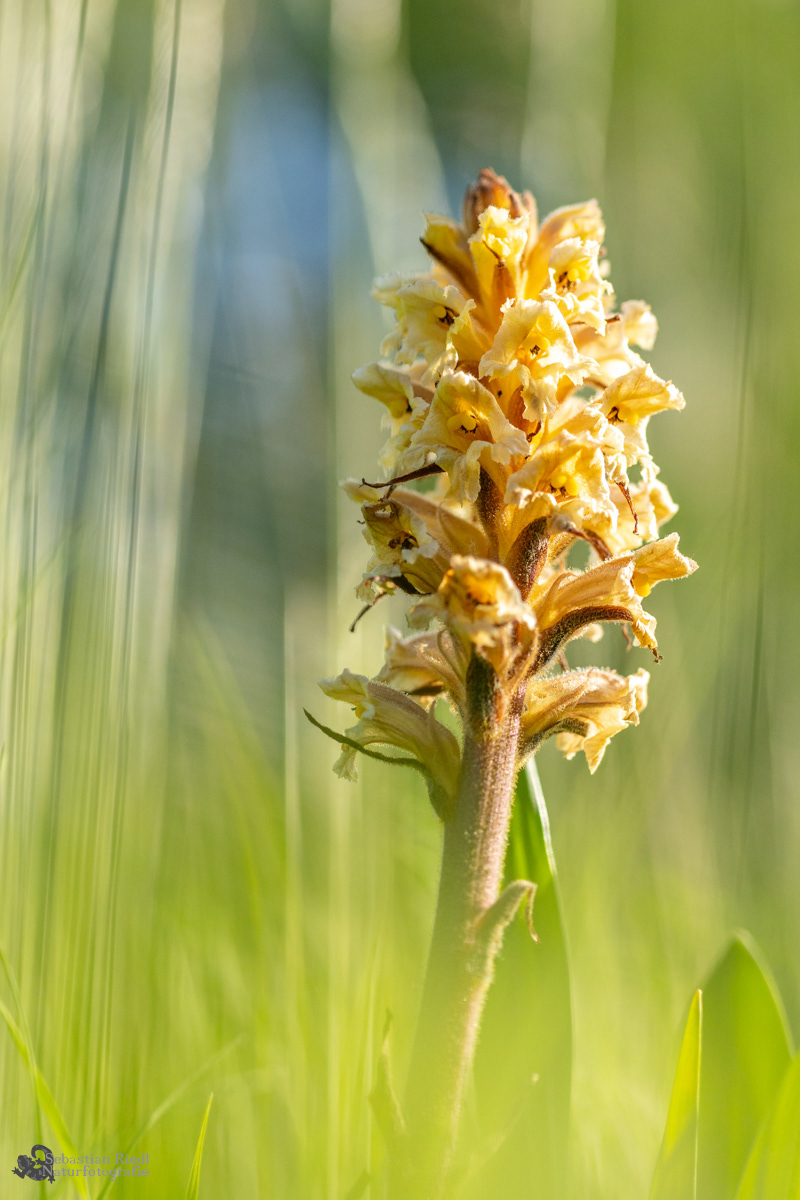 Orobanche_lutea_Sommerwurz_Gelbe