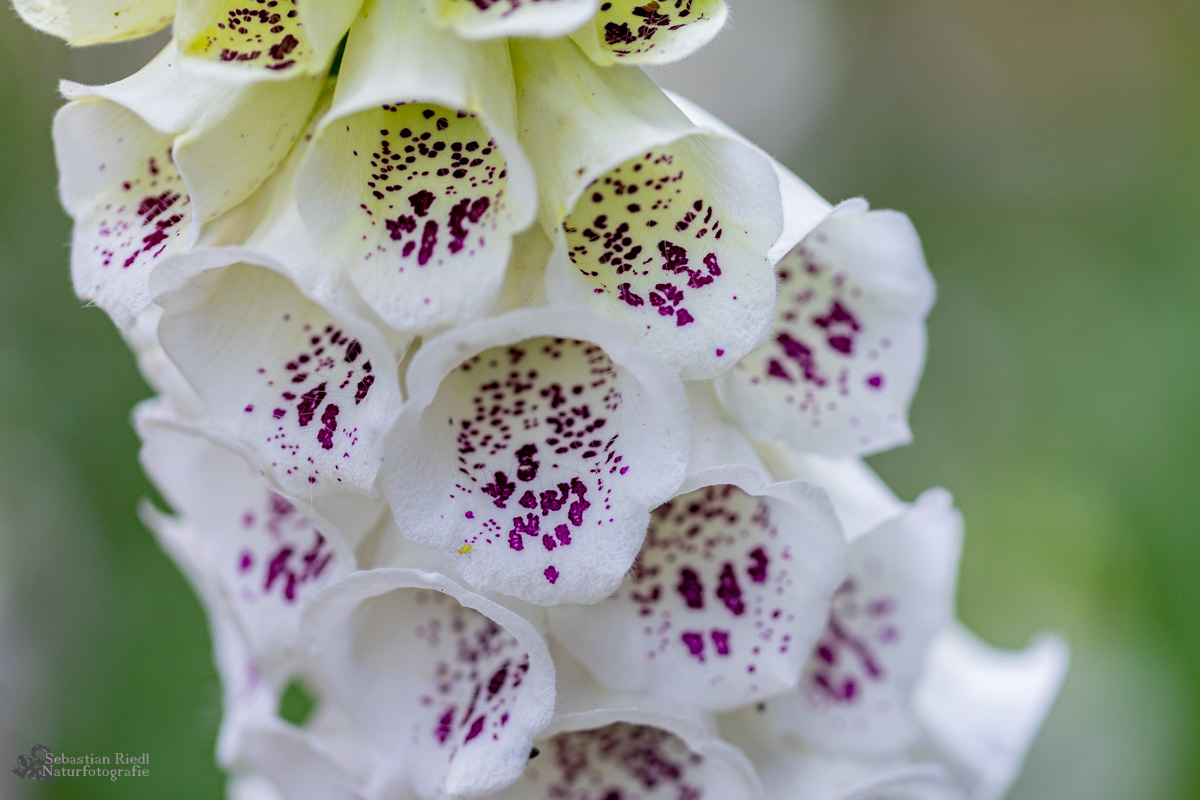 Digitalis_purpurea_Fingerhut_Roter