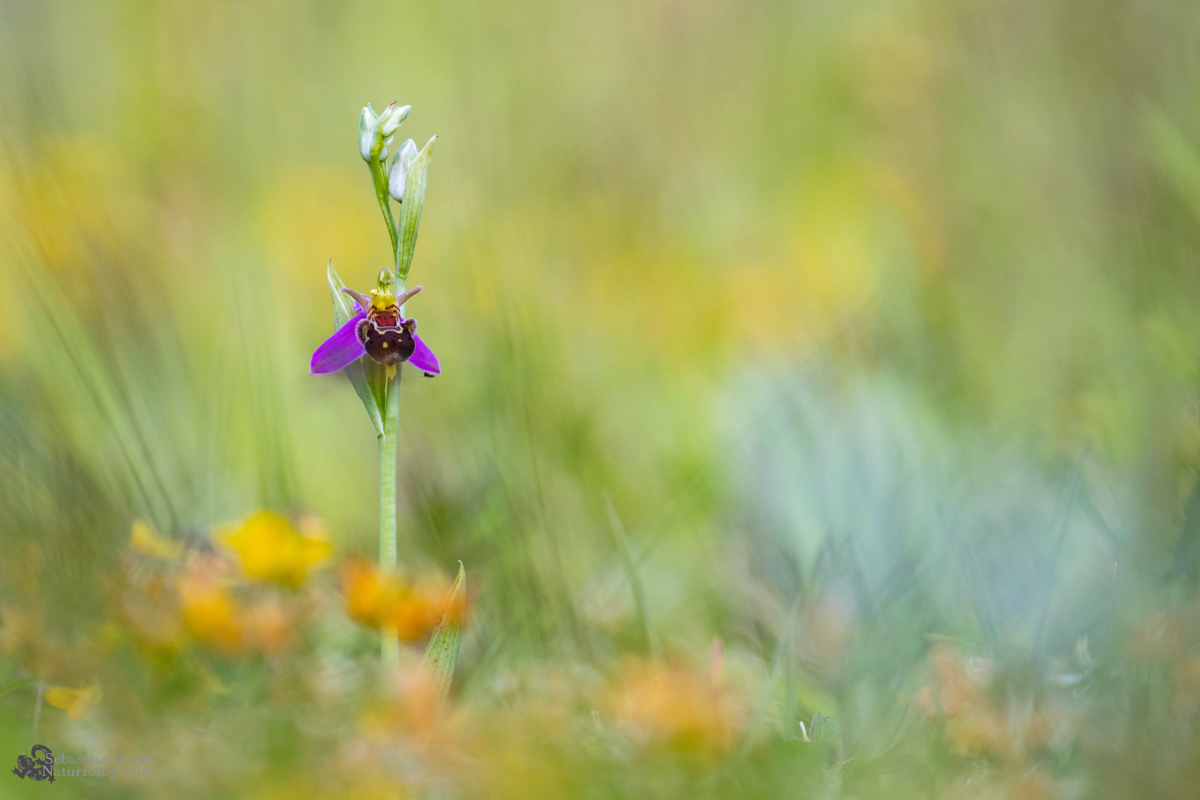 Ophrys_apifera_Ragwurz_Bienen-