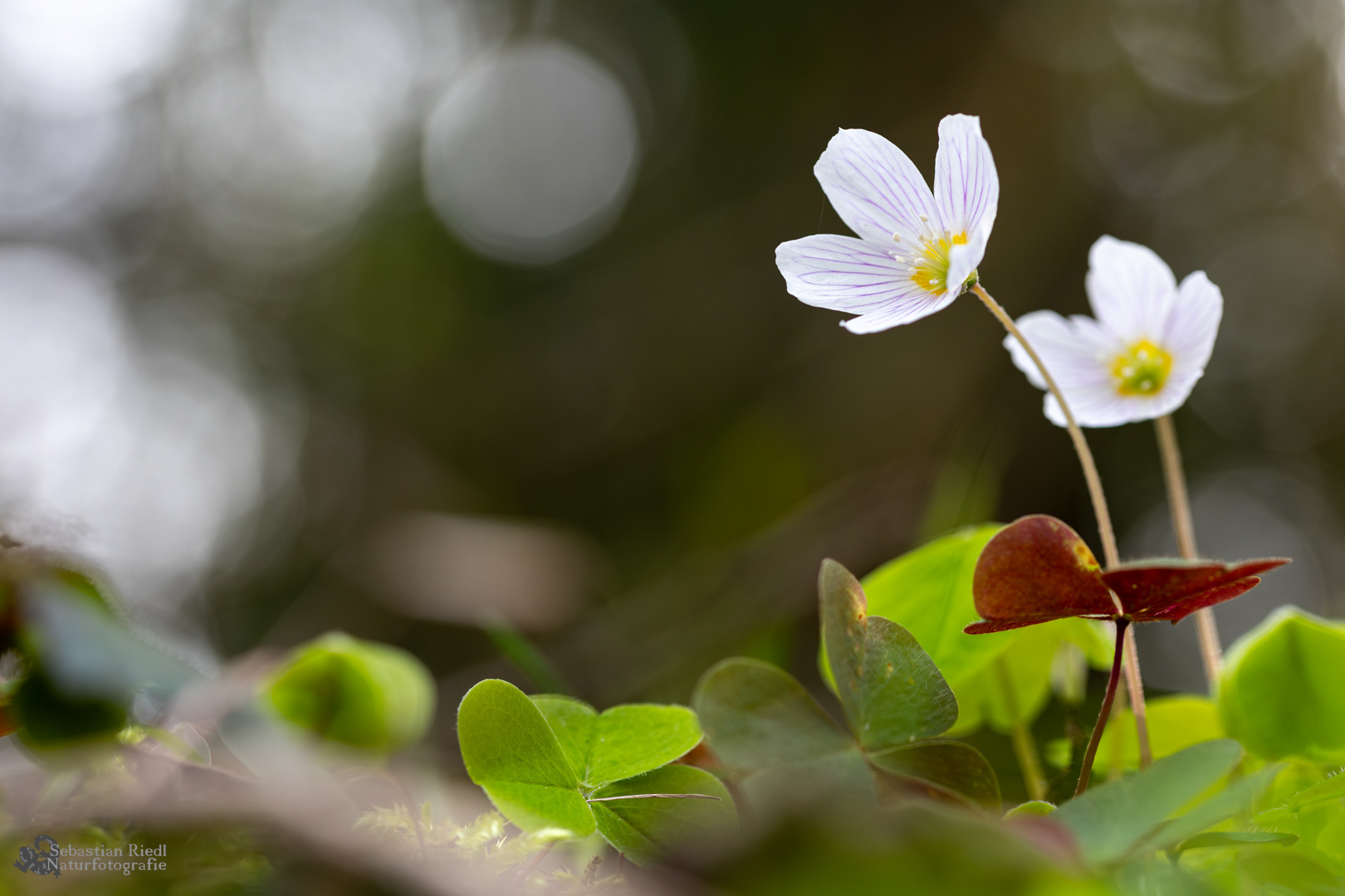 Oxalis_acetosella_Sauerklee_Wald-