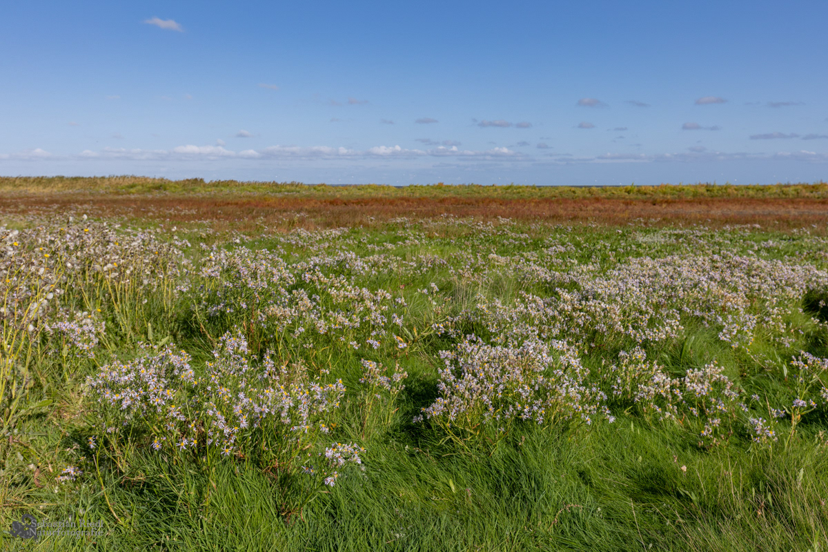 Tripolium_pannonicum_Strandaster
