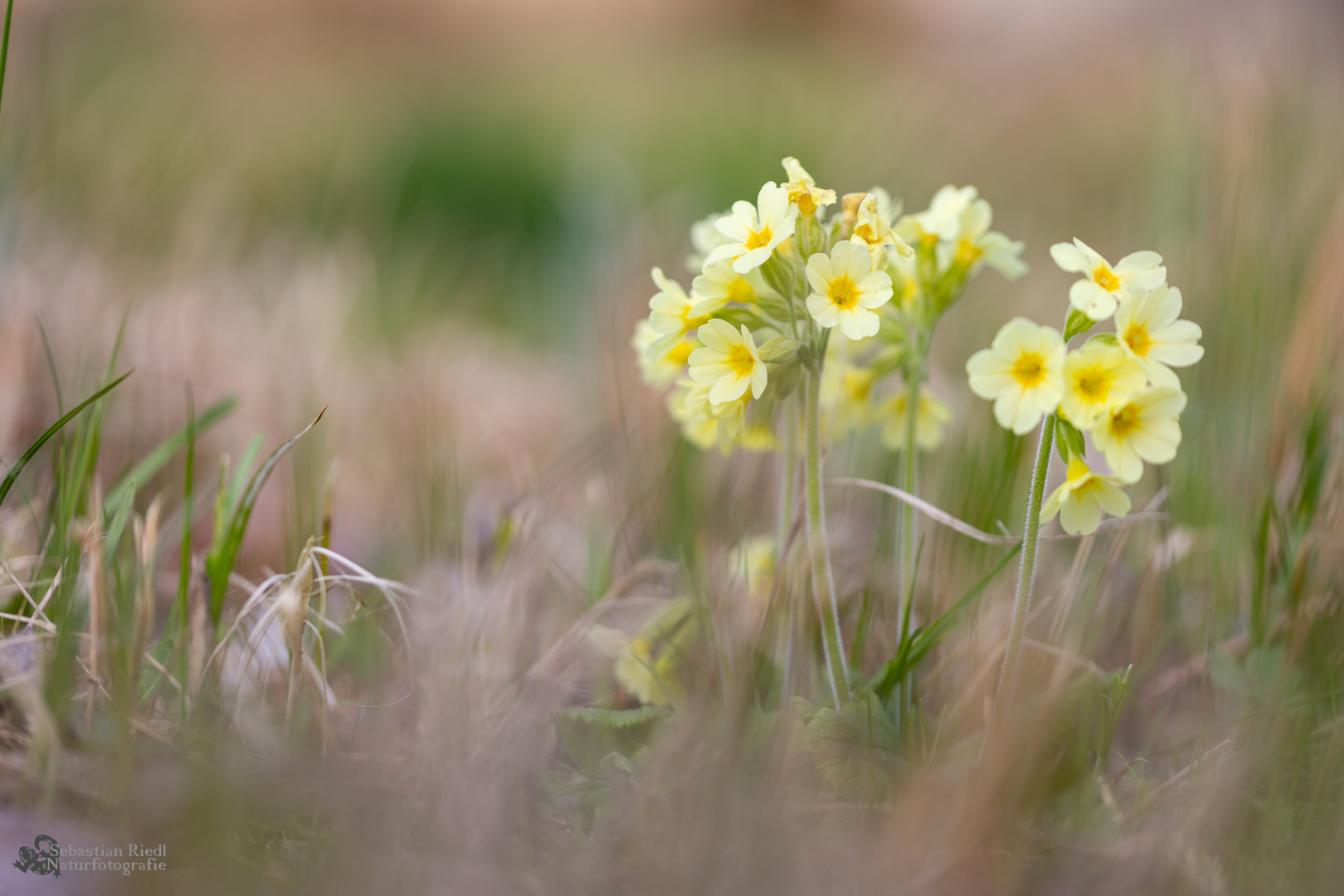 Primula_veris_Schlüsselblume_Echte