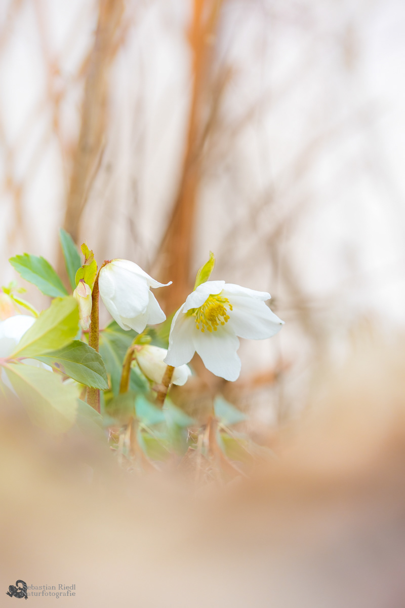 Helleborus_niger_Schneerose