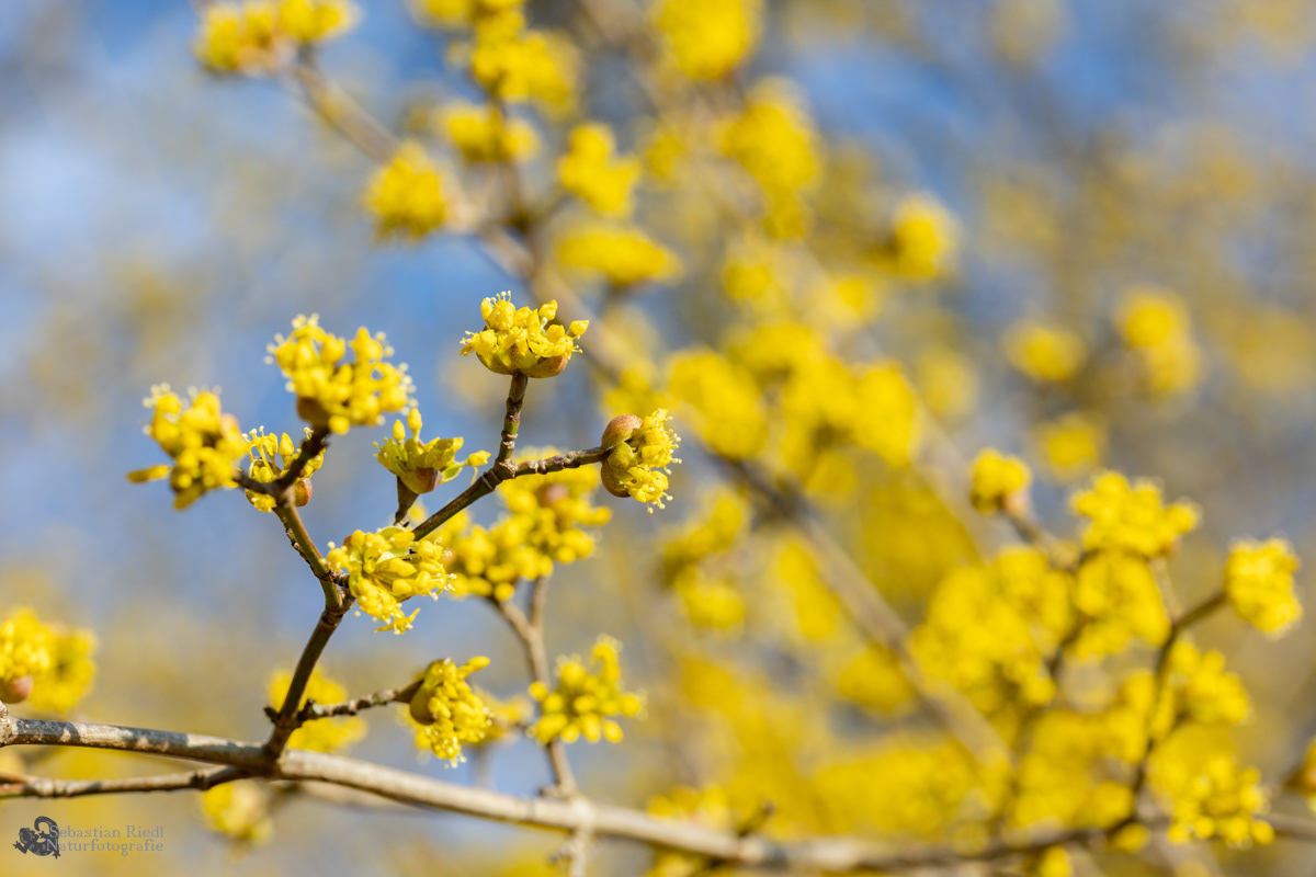 Cornus_mas_Kornelkirsche