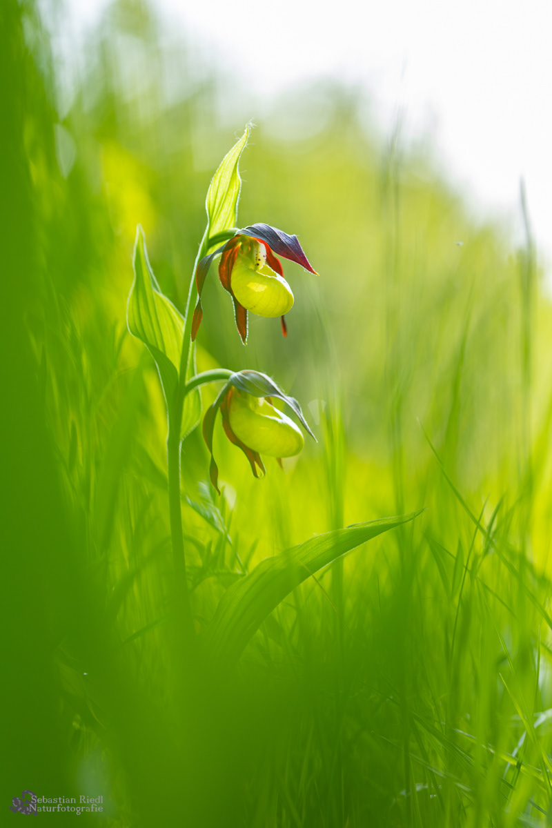 Cypripedium_calceolus_Frauenschuh_Gelber