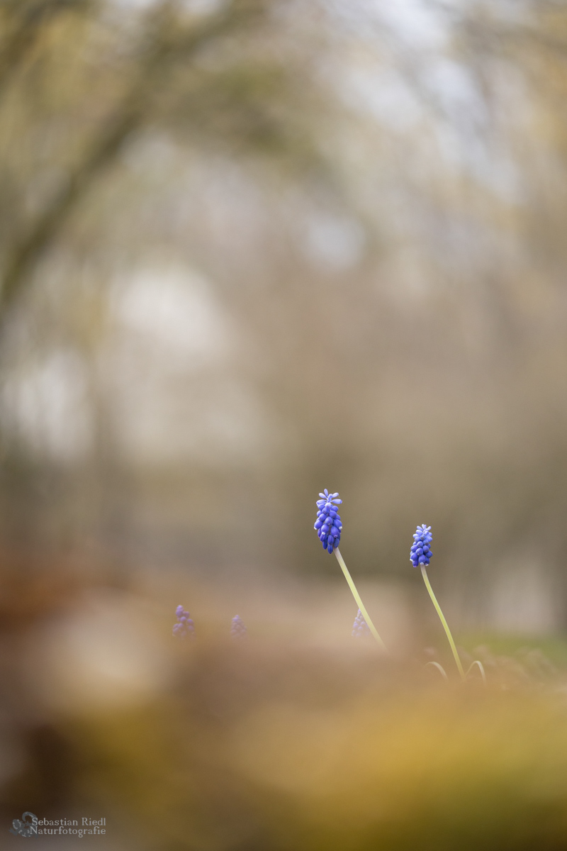 Muscari_armeniacum_Traubenhyazinthe_Armenische
